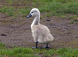 Cygnet