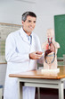 Photo: Professor Looking Away While Analyzing Anatomical Model Professor Looking Away While Analyzing Anatomical Model