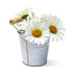 Chamomile flowers in bucket isolated.