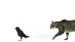 Young western jackdaw chased by a cat