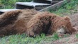Video: Grizzly Bear relaxing Grizzly Bear relaxing