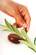 Foto: Stones and olive branch. Stones and olive branch.