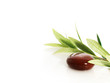 Stones and olive branch.