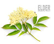 The Elder or Elderberry (Sambucus nigra).