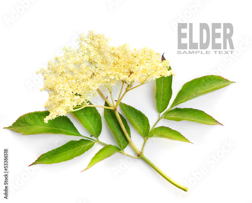 Photo: The Elder or Elderberry (Sambucus nigra). The Elder or Elderberry (Sambucus nigra).