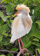 Mating Plumage