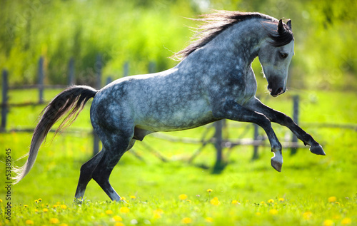 Fototapeta Gray horse running in field in spring.