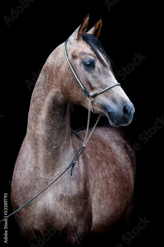 Photo: Gray horse head isolated on black background. Gray horse head isolated on black background.