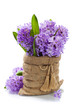 Beautiful Hyacinths
