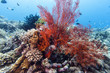 Gorgonacea is an order of sessile colonial cnidarian