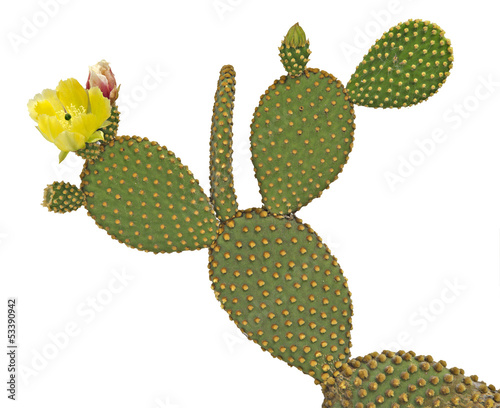 Photo: Opuntia cactus isolated on white background Opuntia cactus isolated on white background