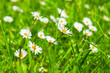 Foto: Spring Meadow With Golden Daisies. Spring Meadow With Golden Daisies.