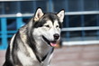 Portrait of  Siberian huskies, close to