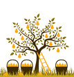 Vector: pear harvest pear harvest