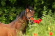 Vollblut im Mohn