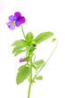 Viola tricolor isolated on a white background
