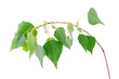 Fresh green leaves isolated on a white background