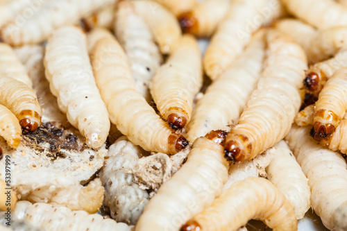 Photo: Maggots Maggots