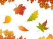 Autumn leaves