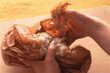 毛蟹　　　　hairy crab