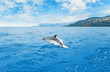 Jumping dolphin