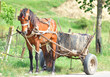 Rural horse harnessed to a cart.