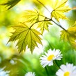Jahreszeit - Frühling