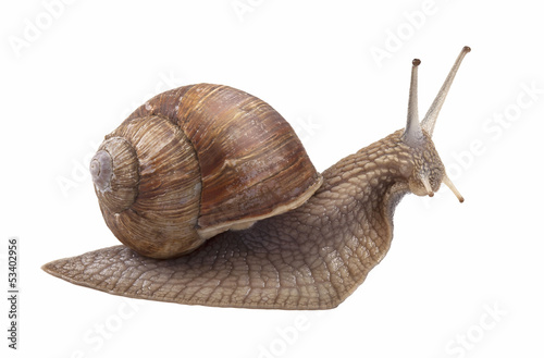 Photo: Land snail Land snail
