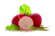 Fresh radishes .