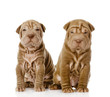 two shar pei puppies looking at camera. isolated on white 