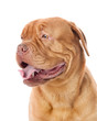 Dogue de Bordeaux in profile. isolated on white background