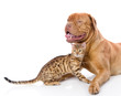 Dogue de Bordeaux (French mastiff) and Bengal cat 