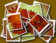 collage,single blossom colorful, modern, abstract set in scene