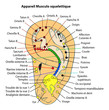 réflexologie, acupuncture