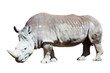 white rhinoceros over white