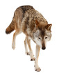 wolf. Isolated over white