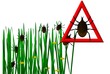 Ticks in the grass image