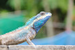Blue Lizard