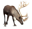 male reindeer over white with shade