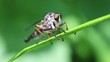 Raubfliege - Asilidae