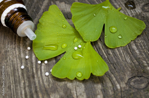 Photo: Ginkgo mit Globulis Ginkgo mit Globulis