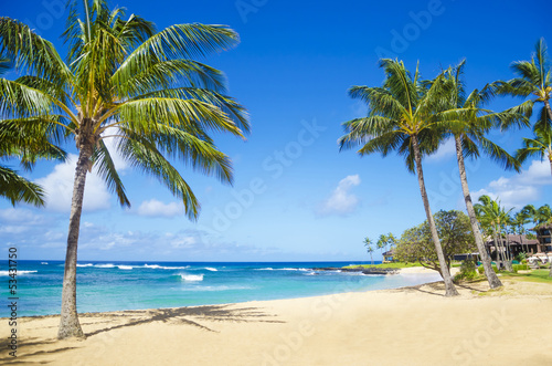  Palm trees on the sandy beach in Hawaii