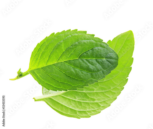 Photo: Green mint leaves isolated on a white background. Green mint leaves isolated on a white background.