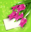 Vektor: vector congratulatory background of tulips and card vector congratulatory background of tulips and card