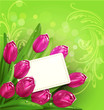 Vektor: vector congratulatory background of tulips and card vector congratulatory background of tulips and card