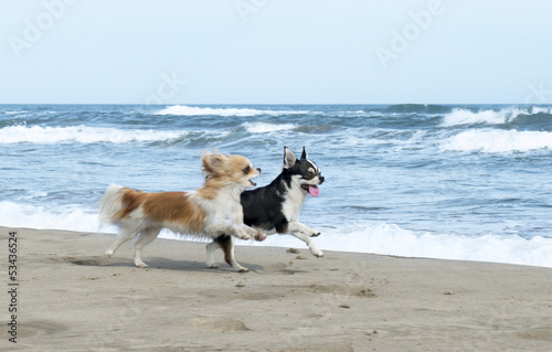 Photo: chihuahuas on the beach chihuahuas on the beach