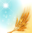 vector background with gold ears of wheat and sun rays