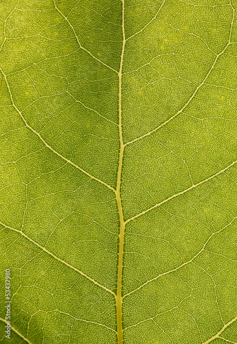 Photo: Texture di foglia verde Texture di foglia verde