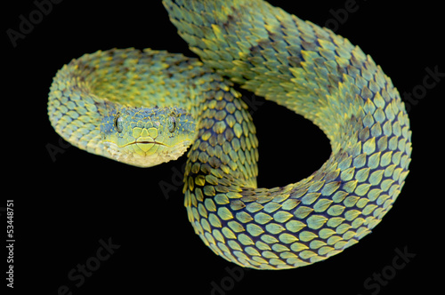 Photo: Tree viper / Atheris squamigera Tree viper / Atheris squamigera