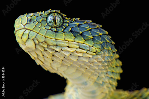 Photo: Bush viper / Atheris squamigera Bush viper / Atheris squamigera
